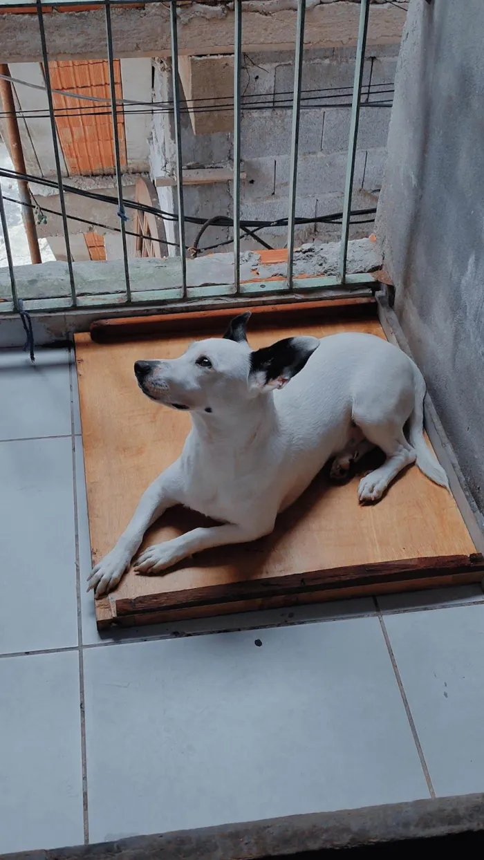 Cachorro ra a SRD-ViraLata idade 1 ano nome Pirata