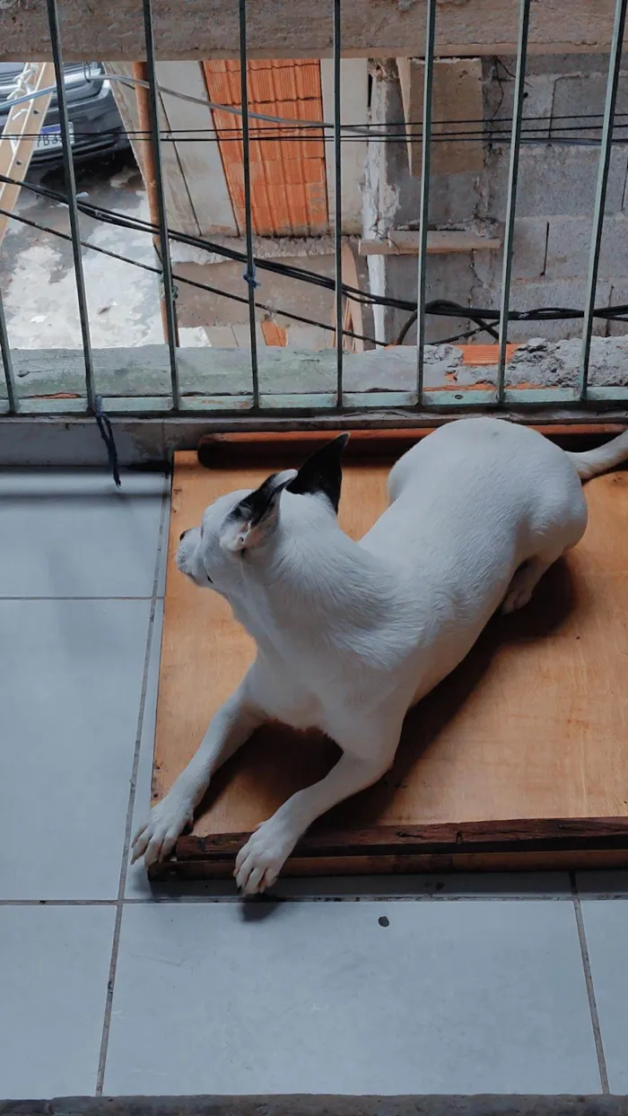 Cachorro ra a SRD-ViraLata idade 1 ano nome Pirata