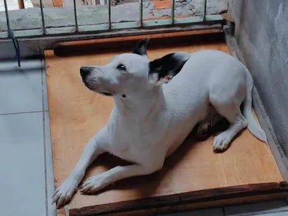 Cachorro raça SRD-ViraLata idade 1 ano nome Pirata
