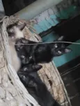 Doa-se filhotes de Gatos