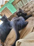 Doa-se filhotes de Gatos