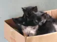 Doa-se filhotes de Gatos