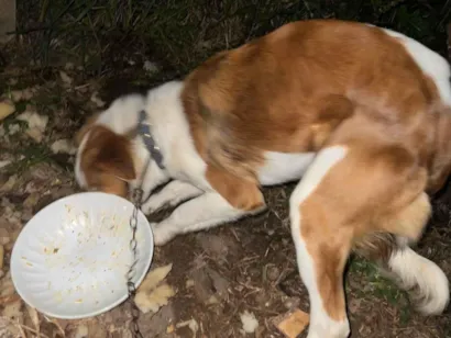 Cachorro raça SRD-ViraLata idade 7 a 11 meses nome Não tem