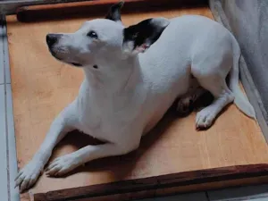 Cachorro raça SRD-ViraLata idade 1 ano nome Pirata