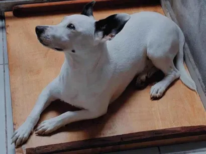 Cachorro raça SRD-ViraLata idade 1 ano nome Pirata