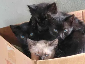 Gato raça SRD-ViraLata idade Abaixo de 2 meses nome Doa-se filhotes de Gatos