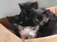 Doa-se filhotes de Gatos