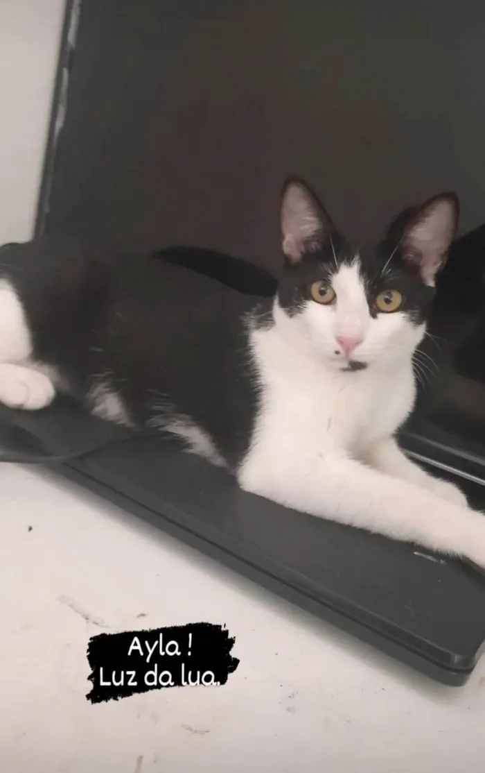Gato ra a SRD-ViraLata idade 2 anos nome Ayla