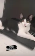 Ayla