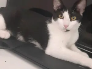 Gato raça SRD-ViraLata idade 2 anos nome Ayla