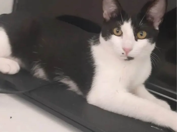 Gato ra a SRD-ViraLata idade 2 anos nome Ayla