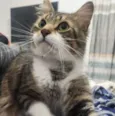 Gato