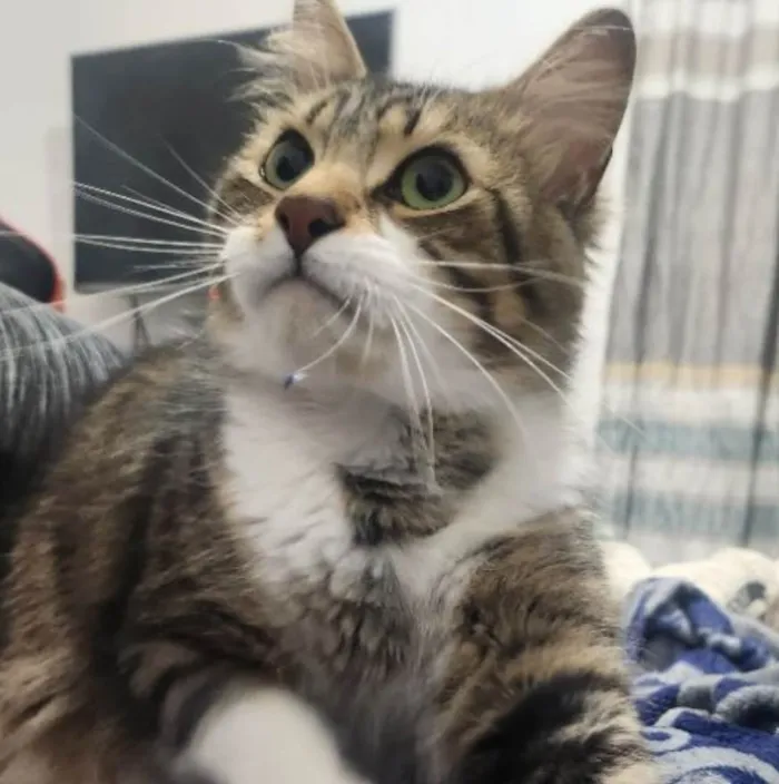 Gato ra a SRD-ViraLata idade 2 anos nome Gato