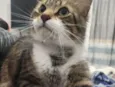 Gato