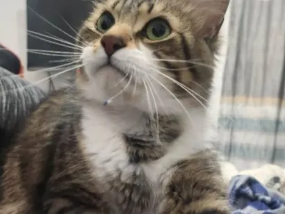 Gato raça SRD-ViraLata idade 2 anos nome Gato