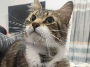 Gato raça SRD-ViraLata idade 2 anos nome Gato