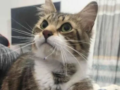 Gato raça SRD-ViraLata idade 2 anos nome Gato