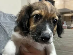 Cachorro raça Labrador idade 2 a 6 meses nome Cara de Lola kkkkkk 