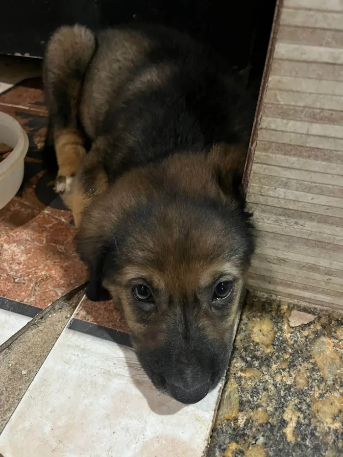 Cachorro ra a Labrador idade 2 a 6 meses nome não tem, mas chamamos ele de pretinho 