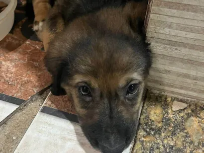 Cachorro raça Labrador idade 2 a 6 meses nome não tem, mas chamamos ele de pretinho 