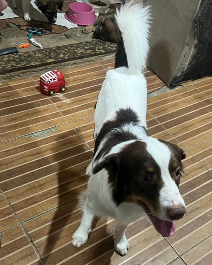 Cachorro ra a Labrador idade 7 a 11 meses nome Scooby 