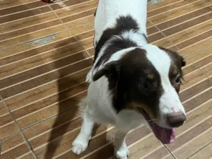 Cachorro raça Labrador idade 7 a 11 meses nome Scooby 