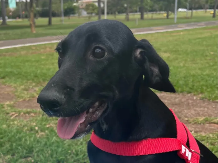 Cachorro ra a SRD-ViraLata idade 2 a 6 meses nome Pretinha 