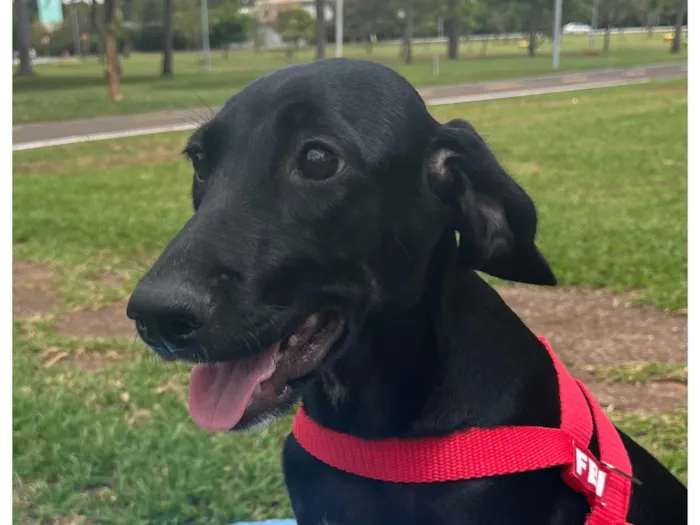 Cachorro ra a SRD-ViraLata idade 2 a 6 meses nome Pretinha 