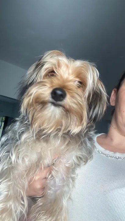 Cachorro raça Yorkshire idade 7 a 11 meses nome Luke 