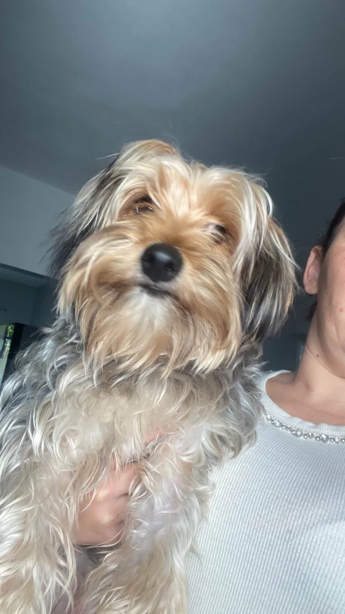 Cachorro ra a Yorkshire idade 7 a 11 meses nome Luke 