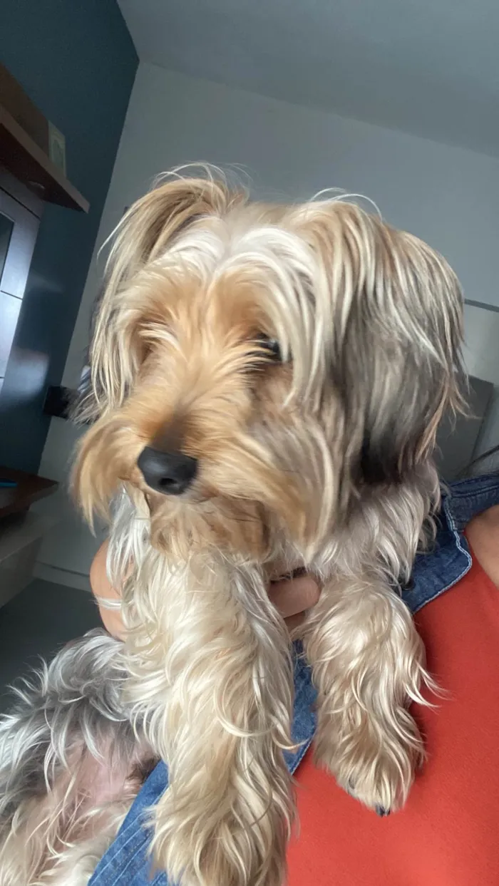 Cachorro ra a Yorkshire idade 7 a 11 meses nome Luke 