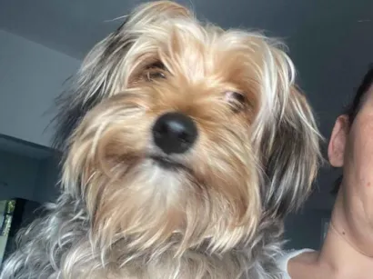 Cachorro raça Yorkshire idade 7 a 11 meses nome Luke 