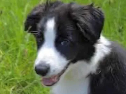 Cachorro raça Labrador idade 7 a 11 meses nome Adônis 