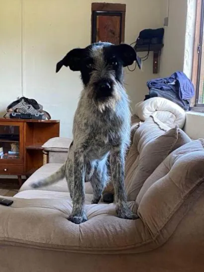 Cachorro raça SRD-ViraLata idade 2 anos nome Bidu