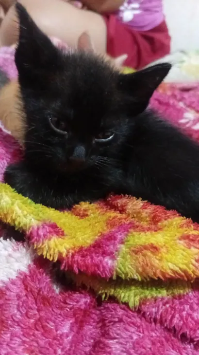 Gato raça SRD-ViraLata idade Abaixo de 2 meses nome Gatos filhotes