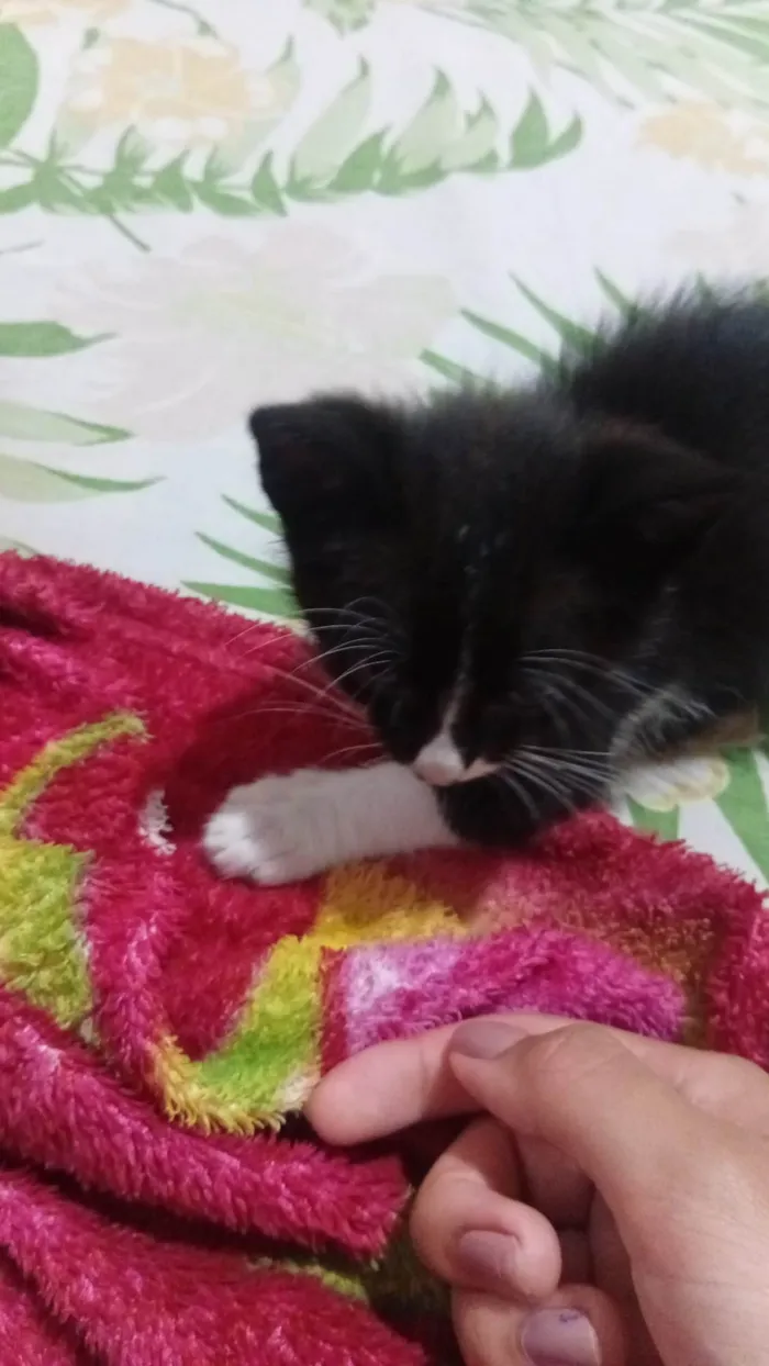Gato ra a SRD-ViraLata idade Abaixo de 2 meses nome Gatos filhotes