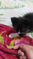 Gatos filhotes