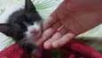 Gatos filhotes