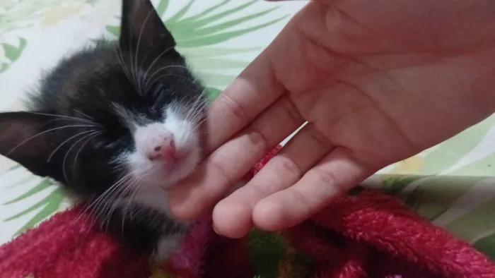 Gato ra a SRD-ViraLata idade Abaixo de 2 meses nome Gatos filhotes