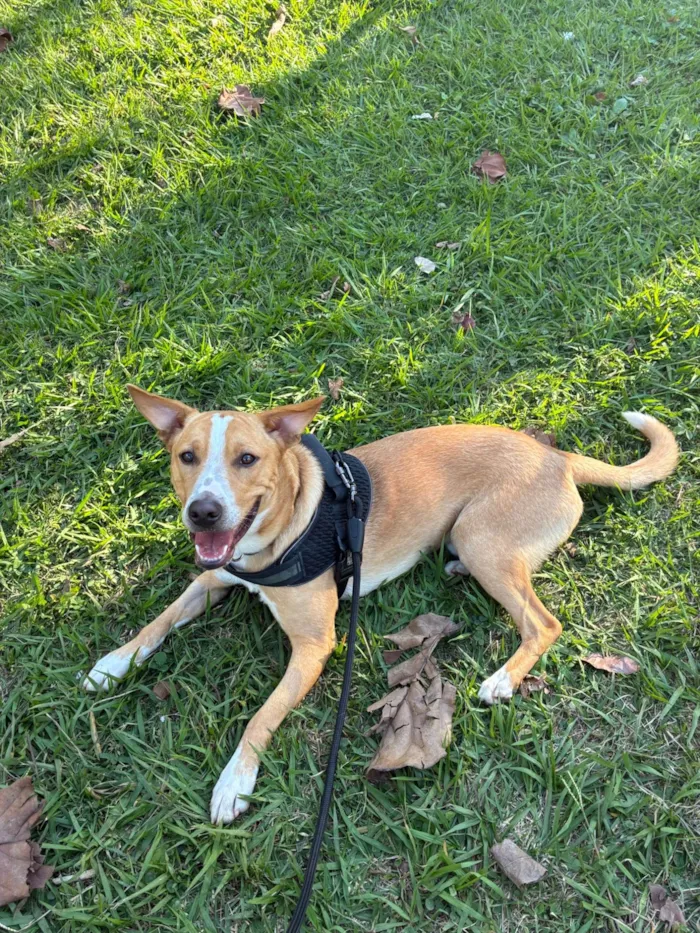Cachorro ra a SRD-ViraLata idade 7 a 11 meses nome Quiron