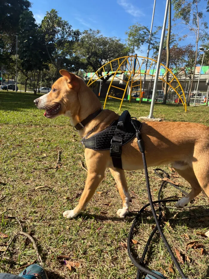 Cachorro ra a SRD-ViraLata idade 7 a 11 meses nome Quiron