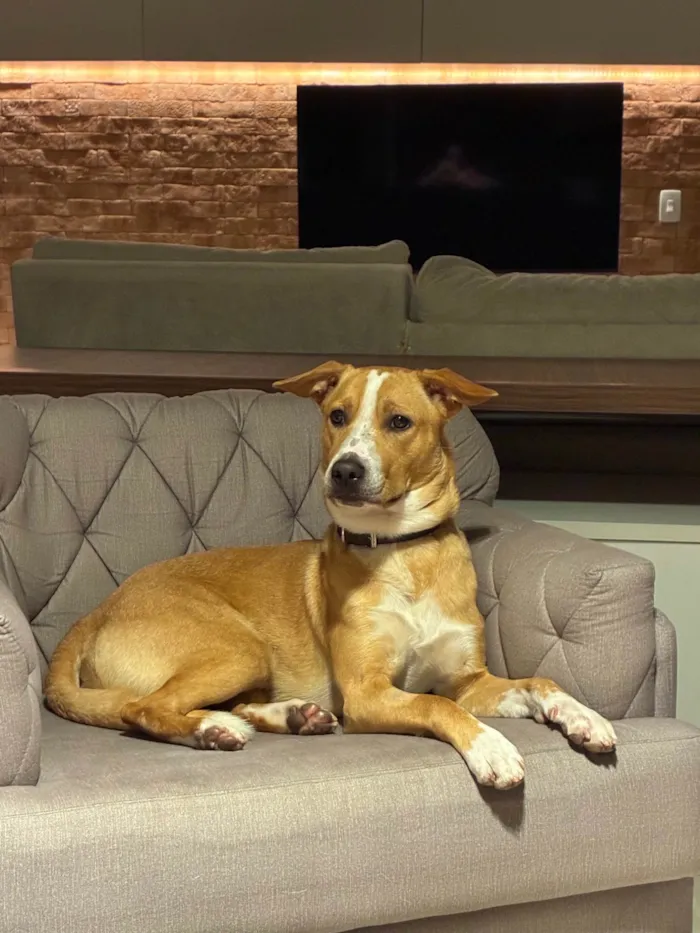 Cachorro ra a SRD-ViraLata idade 7 a 11 meses nome Quiron