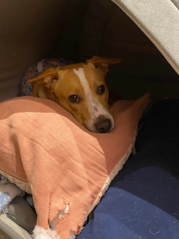 Cachorro ra a SRD-ViraLata idade 7 a 11 meses nome Quiron