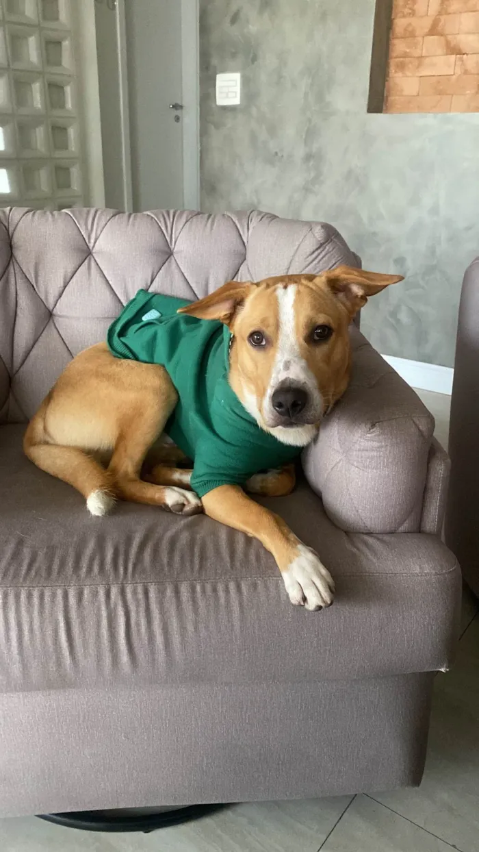 Cachorro ra a SRD-ViraLata idade 7 a 11 meses nome Quiron