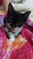 Gatos filhotes