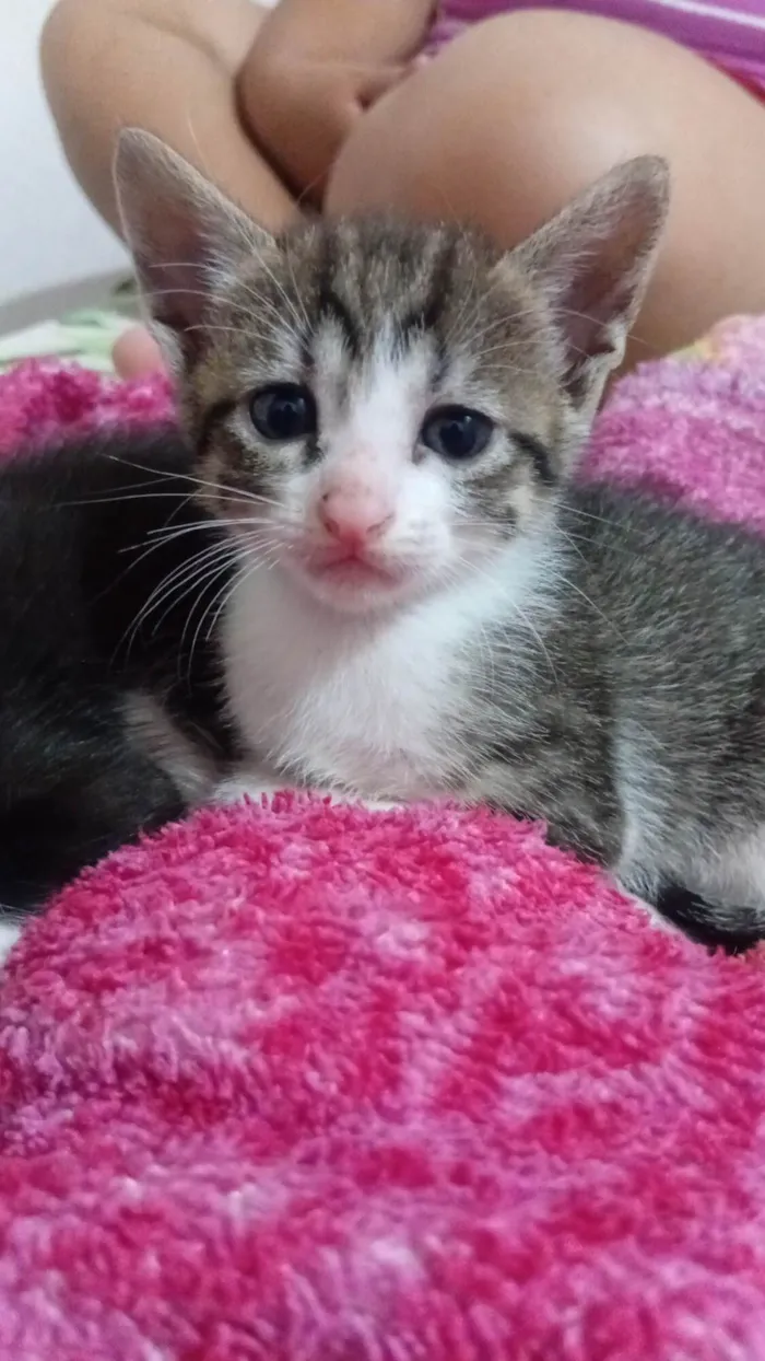 Gato ra a SRD-ViraLata idade Abaixo de 2 meses nome Gatos filhotes