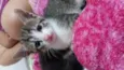 Gatos filhotes