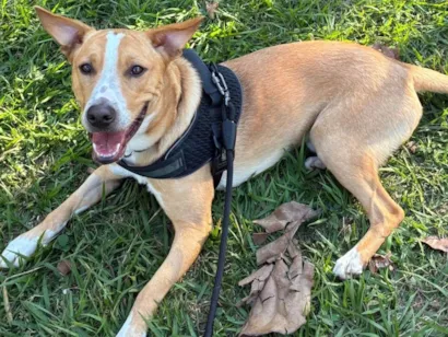 Cachorro raça SRD-ViraLata idade 7 a 11 meses nome Quiron