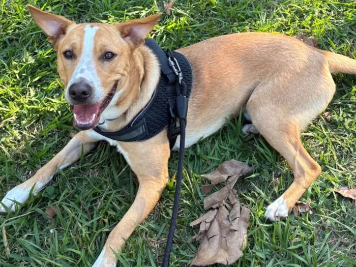 Cachorro ra a SRD-ViraLata idade 7 a 11 meses nome Quiron