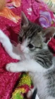 Gatos filhotes